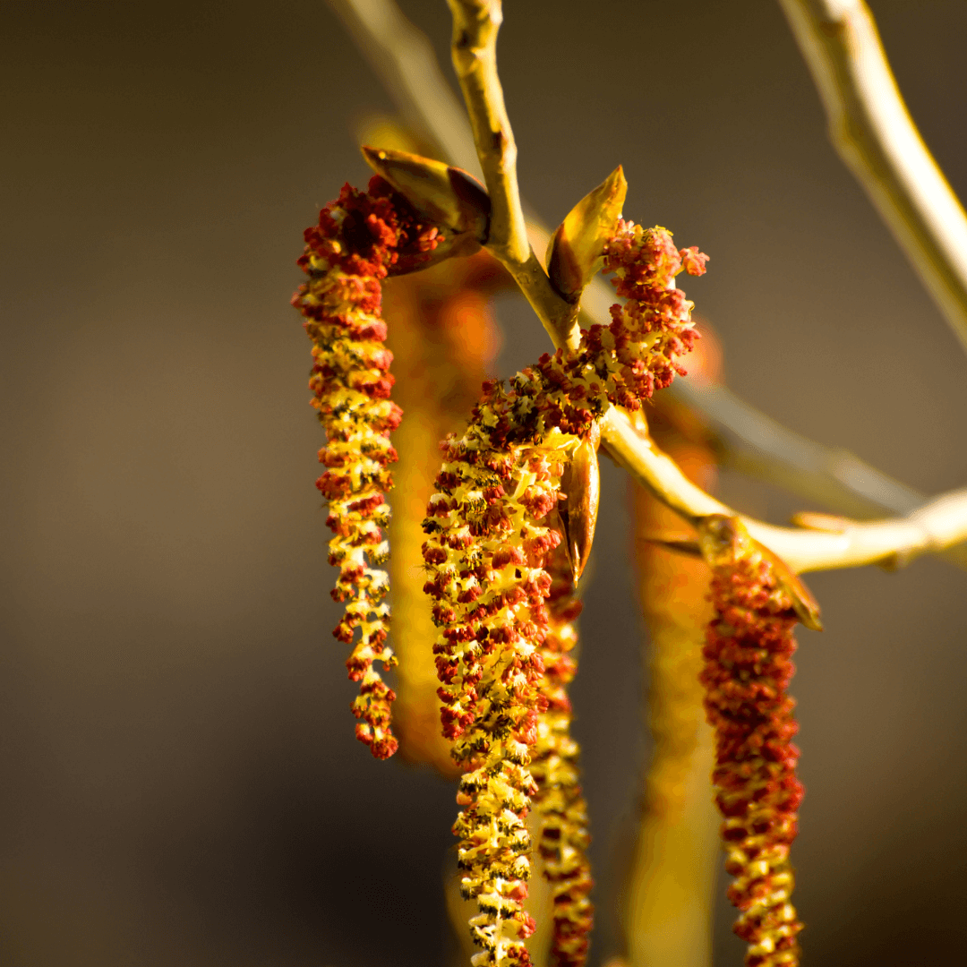 Bach Flower Aspen