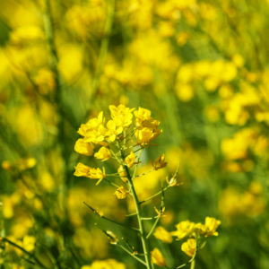 Bach Flower Mustard helps those who, from time to time, experiencing a black cloud of gloom that comes and goes for no apparent reason.