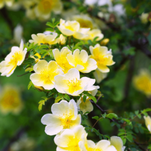 Bach Flower Rock Rose Image is helpful in any situation where there is the need to transform the vibrations of extreme fear or terror. In an acute state, those in need of Rock Rose may become rigid, shaking, or petrified by acute fear.