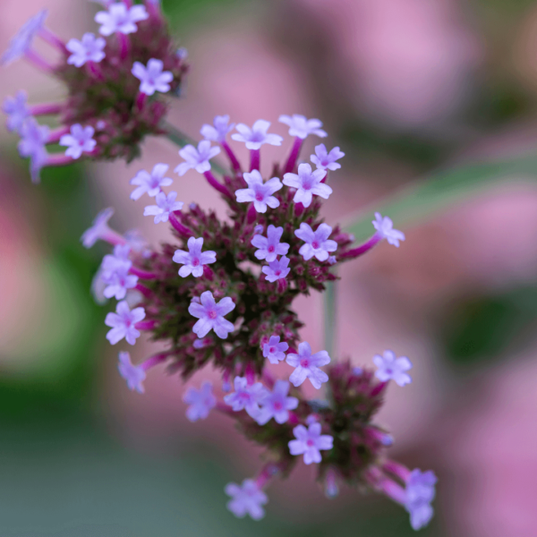 Bach Flower Vervain helps those who need to restore balance to the unconscious belief that it is their responsibility to take care of everything around them.