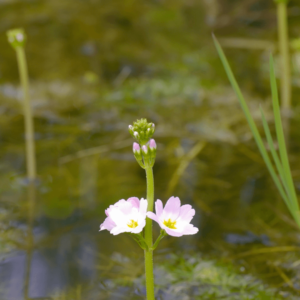 Bach Flower Water Violet helps to restore the soul qualities of humility and wisdom. Water Violet often have much valuable knowledge and insight to share