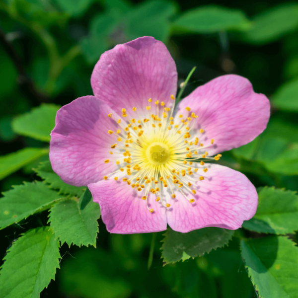 Bach Flower Wild Rose encourages the positive potential for enthusiasm and a lively interest in life.