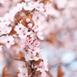 Bach Flower Cherry Plum Image Blossom restores the qualities of balance, calmness, and positive control of the mind